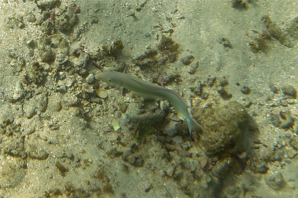 Tilefish - Sand Tilefish Tilefish - Sand Tilefish