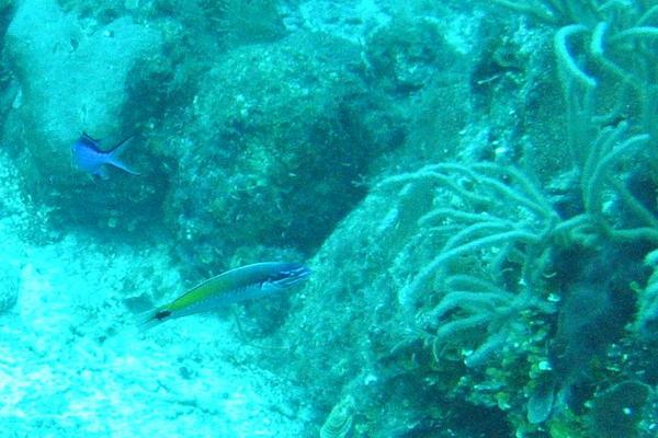 Wrasse - Rainbow Wrasse