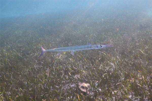 Needlefish - Flat Needlefish