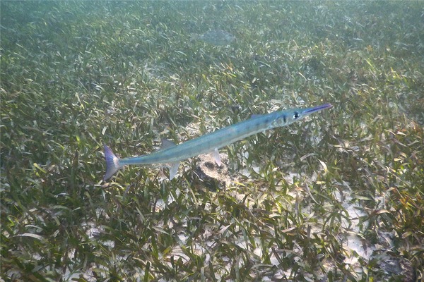 Needlefish - Flat Needlefish