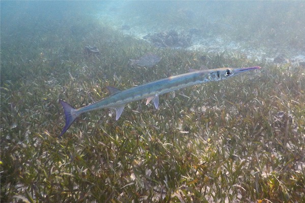 Needlefish - Flat Needlefish Needlefish - Flat Needlefish