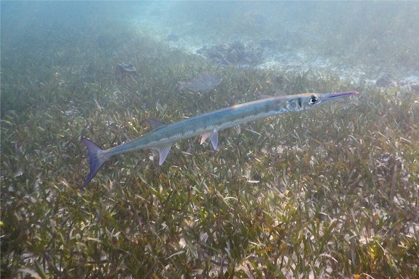 Needlefish - Flat Needlefish