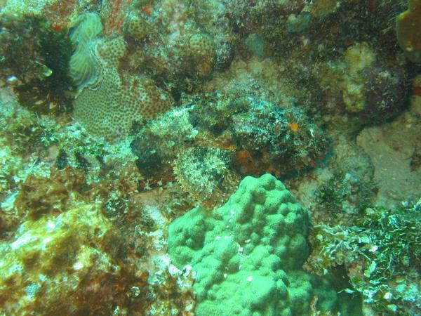 Scorpionfish - Spotted Scorpionfish