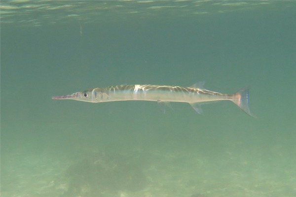 Needlefish - Houndfish Needlefish - Houndfish