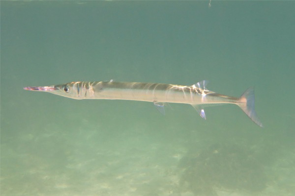 Needlefish - Houndfish Needlefish - Houndfish