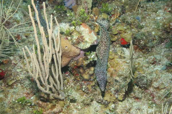 Moray - Spotted Moray