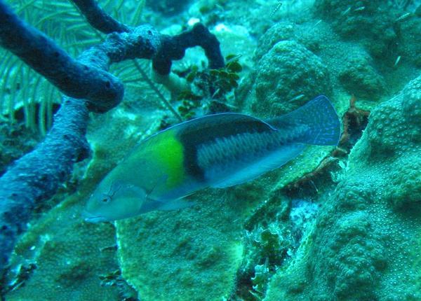 Wrasse - Yellowhead Wrasse