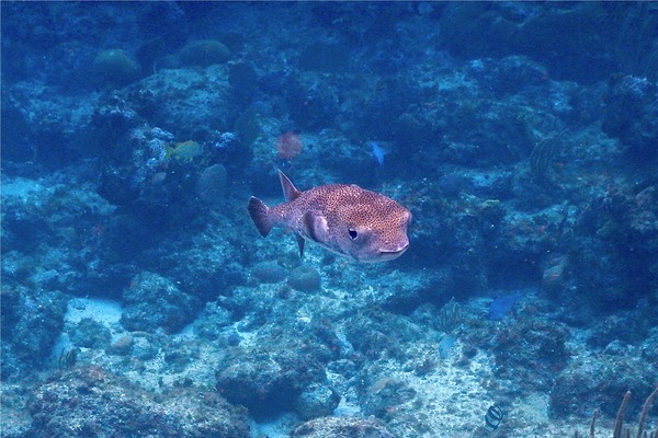 Porcupinefish - Porcupinefish