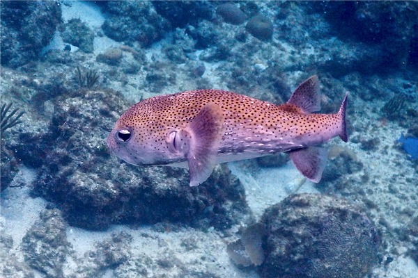 Porcupinefish - Porcupinefish