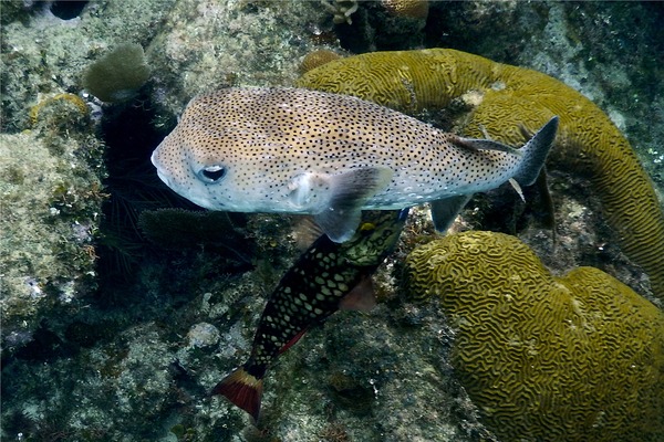 Porcupinefish - Porcupinefish