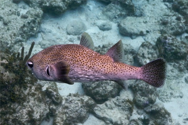 Porcupinefish - Porcupinefish