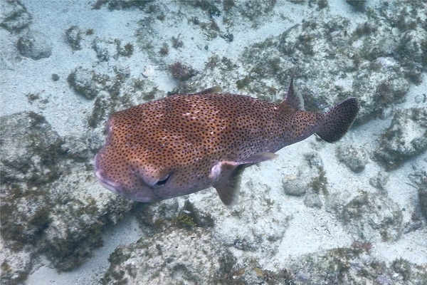 Porcupinefish - Porcupinefish