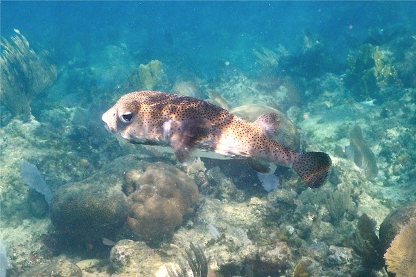 Porcupinefish - Porcupinefish