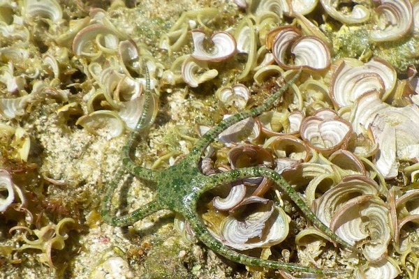 Brittle Star - Harlequin Brittle Star