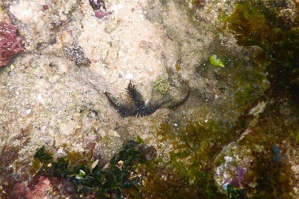 Brittle Star - Blunt Spined Brittle Star