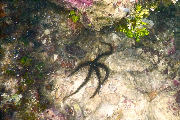 Brittle Star - Blunt Spined Brittle Star