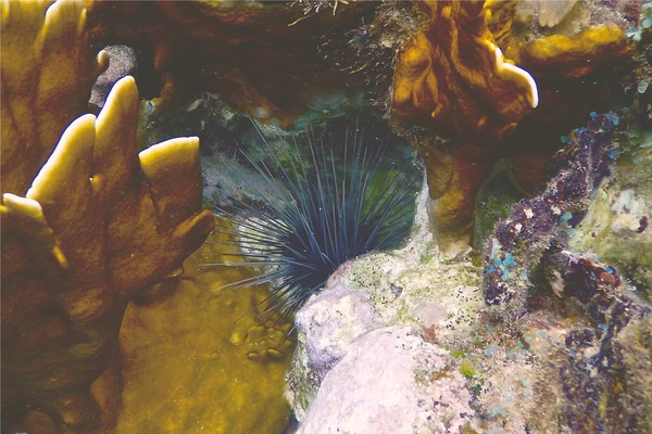 Sea Urchins - Longspine Sea Urchin Sea Urchins - Longspine Sea Urchin