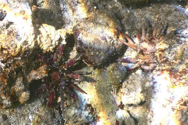 Sea Urchins - Slate Pencil Sea Urchin Sea Urchins - Slate Pencil Sea Urchin