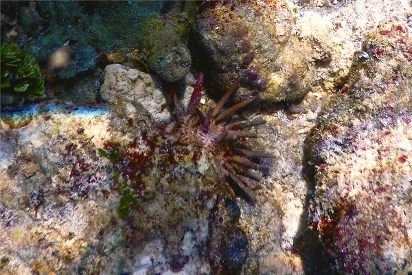 Sea Urchins - Slate Pencil Sea Urchin Sea Urchins - Slate Pencil Sea Urchin