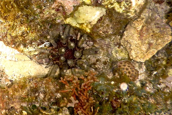 Sea Urchins - Slate Pencil Sea Urchin Sea Urchins - Slate Pencil Sea Urchin