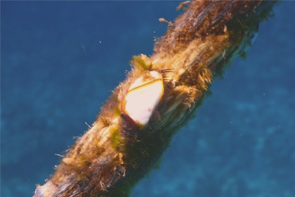 Barnacles - Gooseneck Barnacle