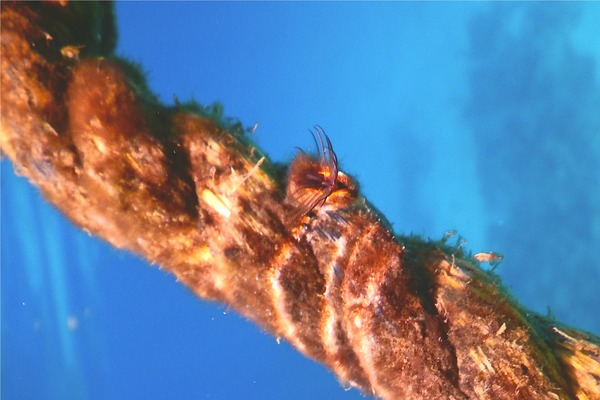 Barnacles - Gooseneck Barnacle