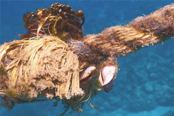 Barnacles - Gooseneck Barnacle