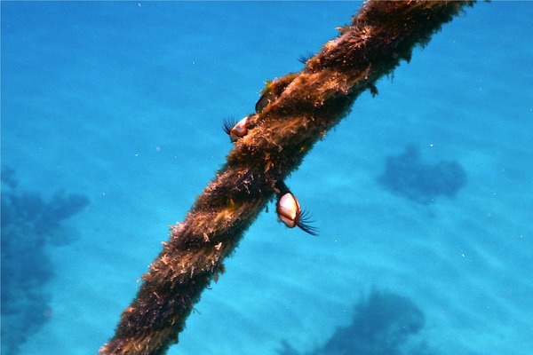 Barnacles - Gooseneck Barnacle