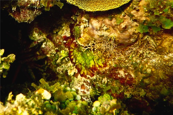 Button Polyp - Sun Zooanthid