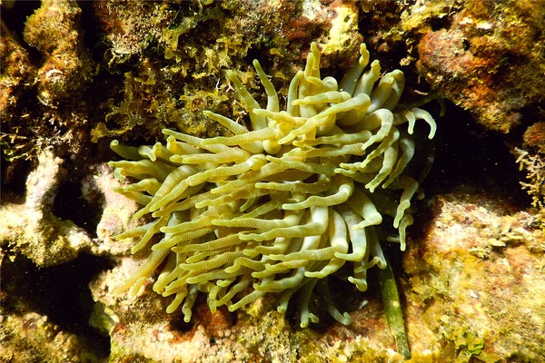 Anemones - Giant Sea Anemone