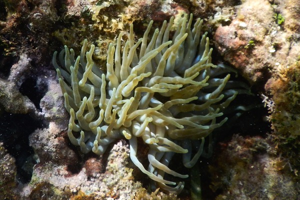 Anemones - Giant Sea Anemone