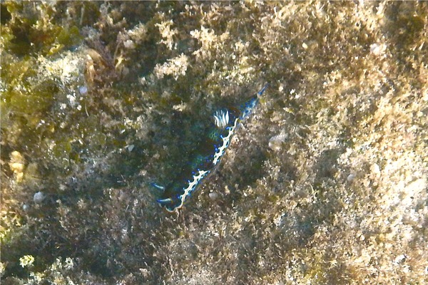 Sea Snails - Purple Spotted Sea Goddess Sea Snails - Purple Spotted Sea Goddess