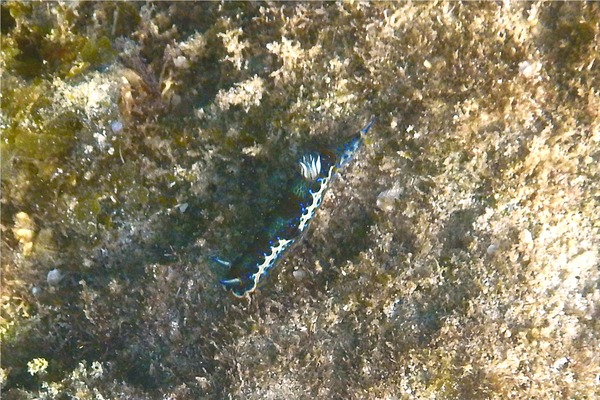 Sea Snails - Purple Spotted Sea Goddess