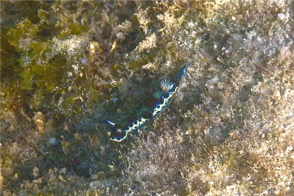Sea Snails - Purple Spotted Sea Goddess Sea Snails - Purple Spotted Sea Goddess