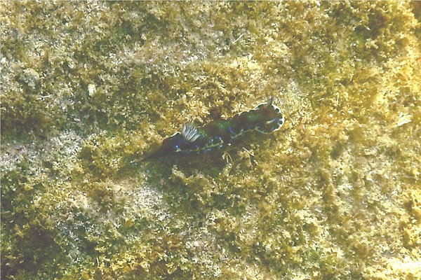 Sea Snails - Purple Spotted Sea Goddess Sea Snails - Purple Spotted Sea Goddess