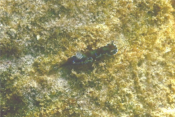 Sea Snails - Purple Spotted Sea Goddess