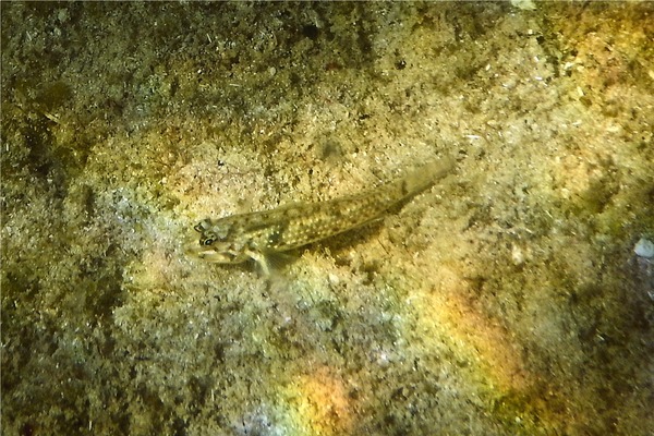 Gobies - Bridled Goby