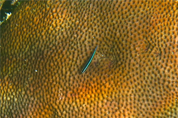 Gobies - Neon Goby