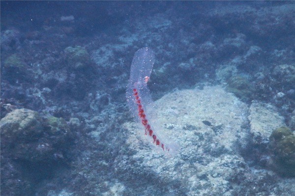 Siphonophore - Paired Bell Siphonophore