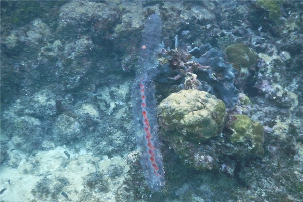 Siphonophore - Paired Bell Siphonophore