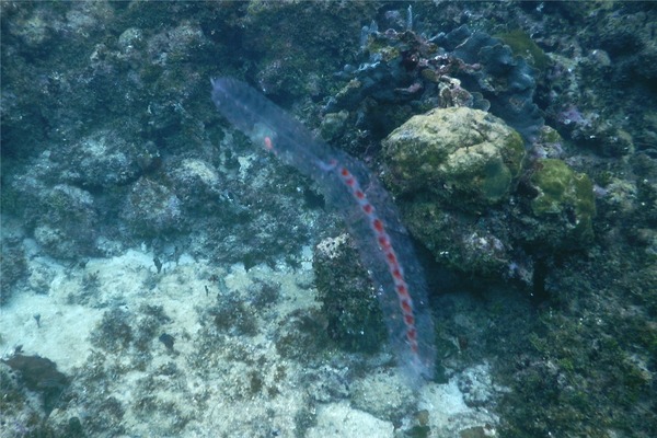 Siphonophore - Paired Bell Siphonophore