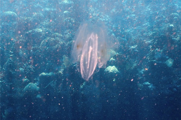 Comb Jellyfish - Spot-Winged Comb Jellyfish