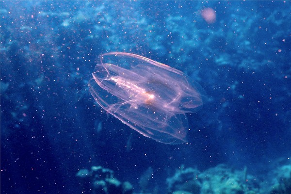 Comb Jellyfish - Spot-Winged Comb Jellyfish
