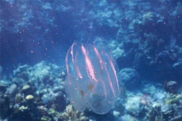 Comb Jellyfish - Spot-Winged Comb Jellyfish