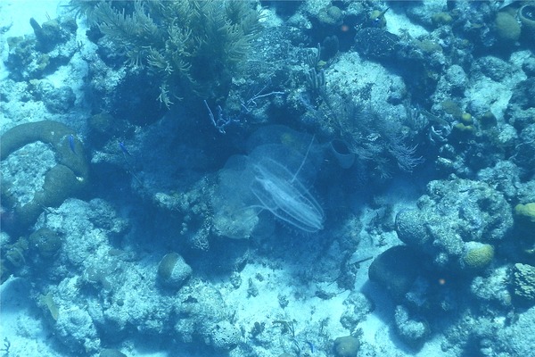 Comb Jellyfish - Winged Comb Jellyfish