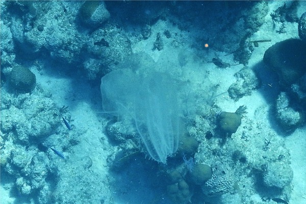 Comb Jellyfish - Winged Comb Jellyfish