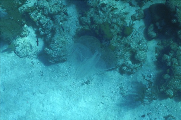 Comb Jellyfish - Winged Comb Jellyfish