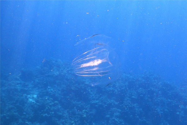 Comb Jellyfish - Warty Comb Jellyfish