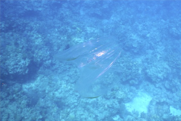 Comb Jellyfish - Warty Comb Jellyfish