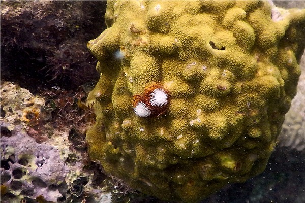 Nudibranch - Christmas tree worm